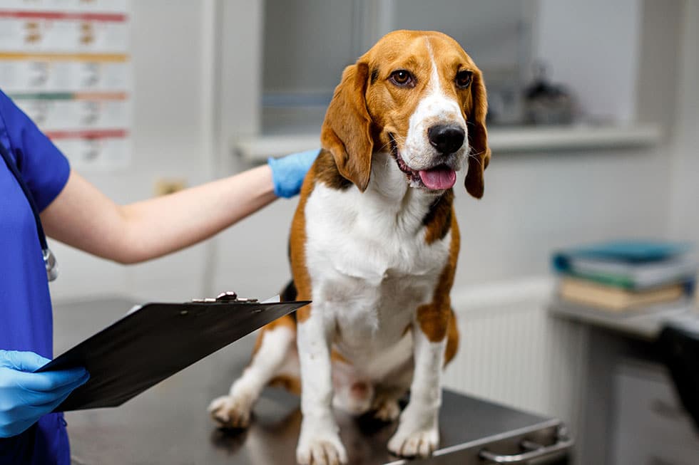 Hound Dog at an urgent care vet