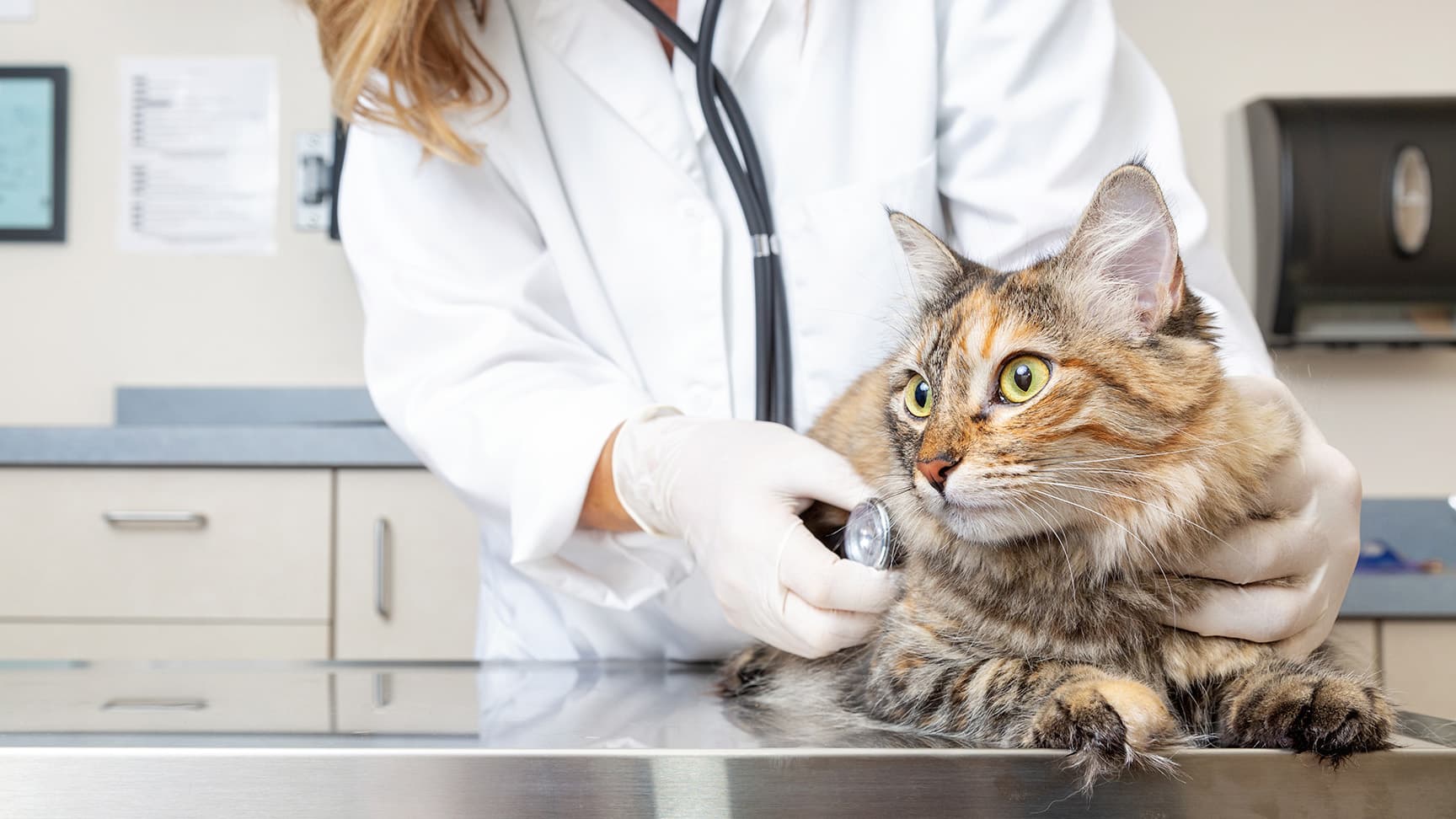 cat checkup East Valley Urgent Pet Mesa AZ