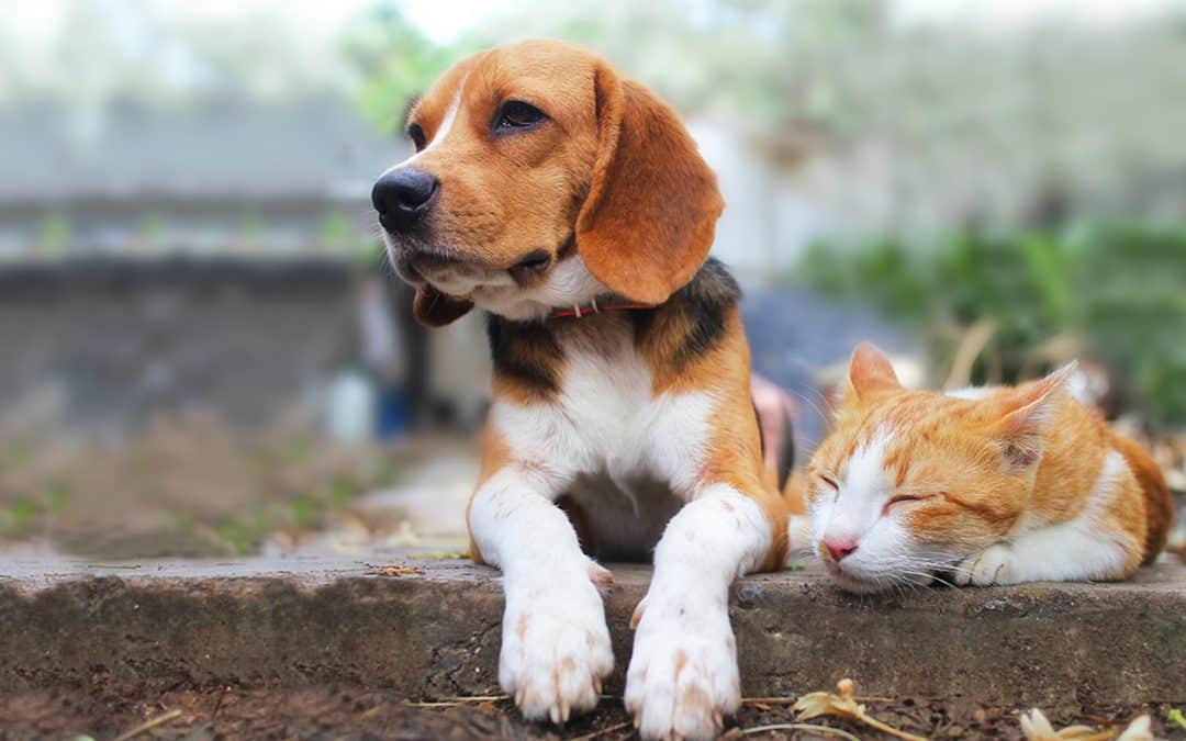 Managing Allergic Reactions in Dogs and Cats