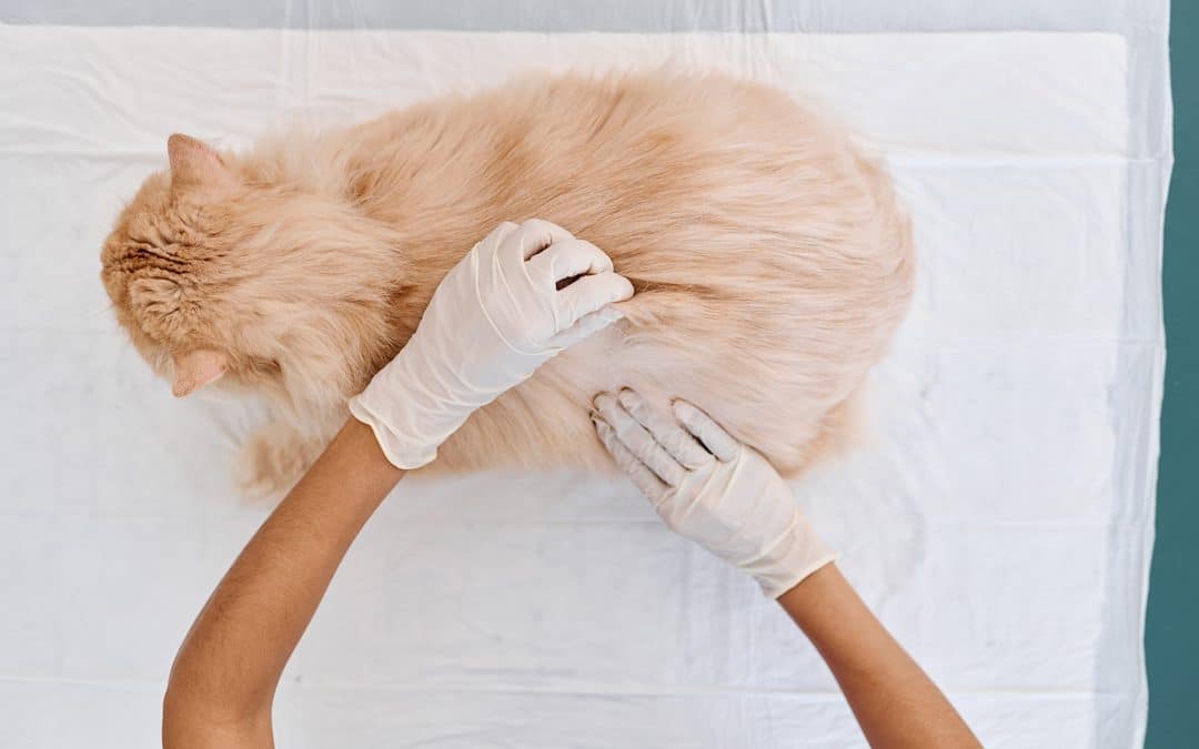 What are Common Skin Diseases in Dogs and Cats?