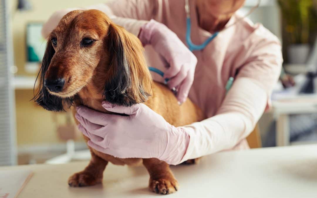 Dog getting an urgent veterinary exam in Mesa, AZ