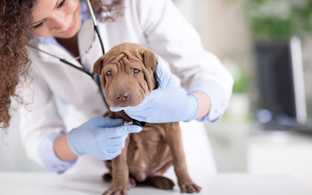 pet being examined at vet - East Valley Urgent Pet Care