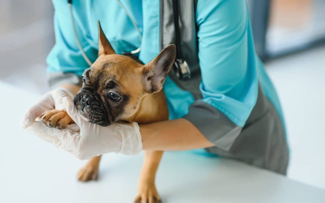 Veterinary treatment for broken bones in Mesa, AZ